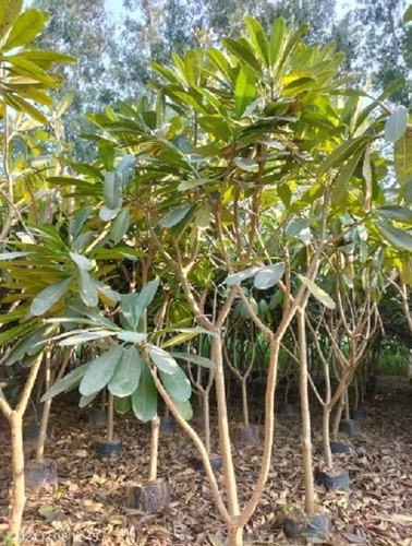2 Feet Plumeria Alba Plant