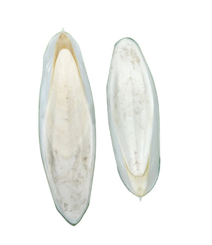 Fresh Cuttlefish Bone