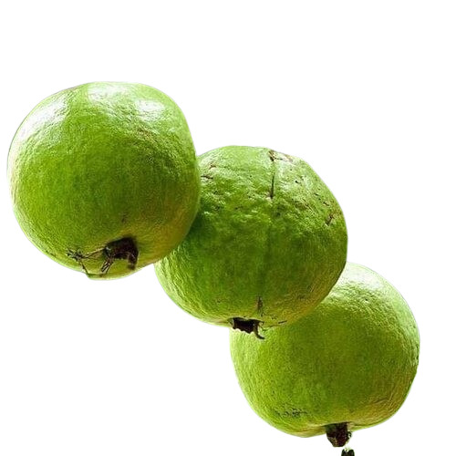 Guava Plants