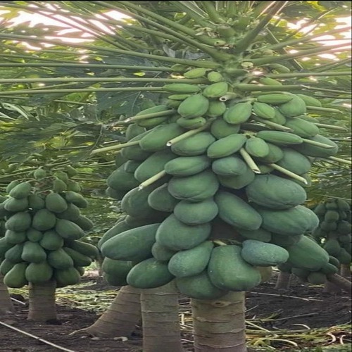 Papaya Plant