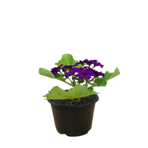 Well Drained Flower Plant