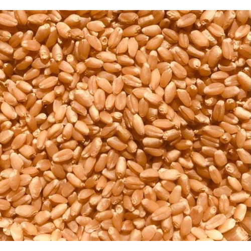 Organic Wheat Grains