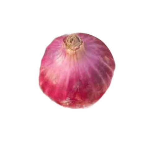 Onion Fresh - Shape: Round