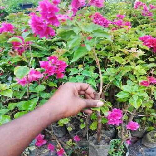 Bougainville Plant - Direction: ...............................................................................