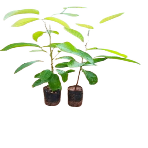 Mahogany Plant - Breed: .....................................................................................
