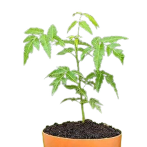 Neem Plant