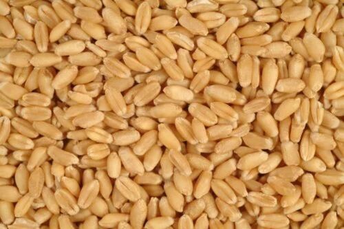 Wheat Grain