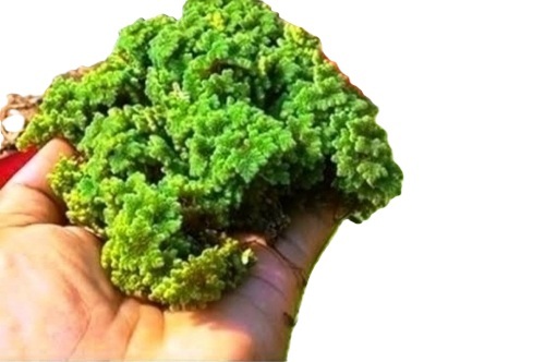 Azolla Seeds
