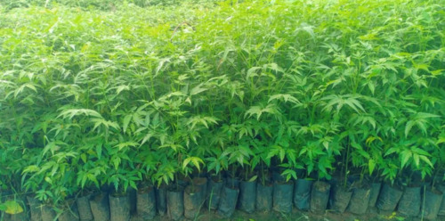 Malabar Neem Plant