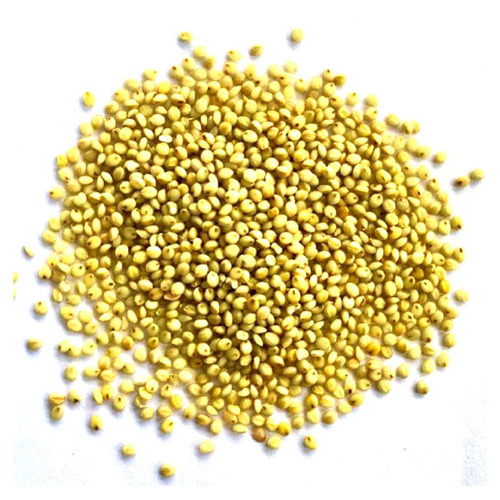 Yellow Sorghum Seeds