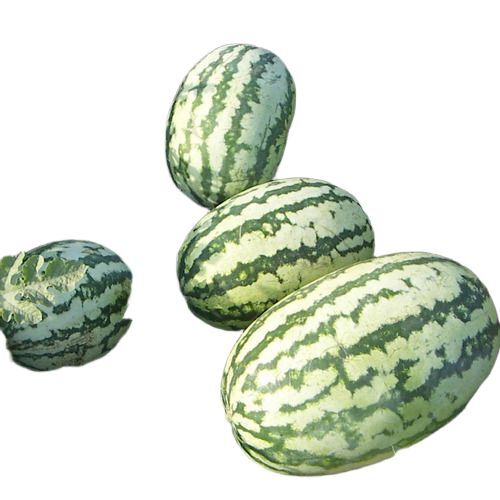 Hybrid Watermelon Seeds - Admixture (%): .