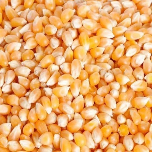 Sweet Corn Seed - Color: Brown