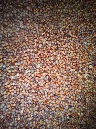 Ragi Grain