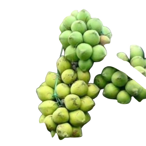 Green Coconut