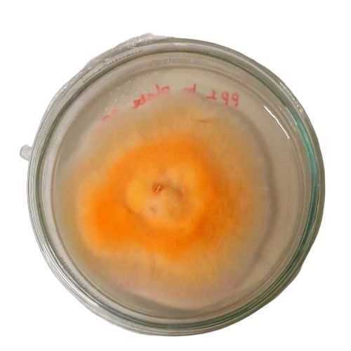 Premium Cordyceps Culture 