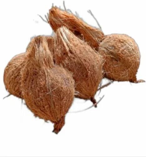 Matured Coconut