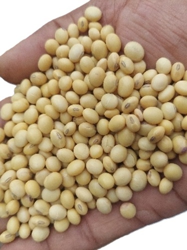 Soya Beans