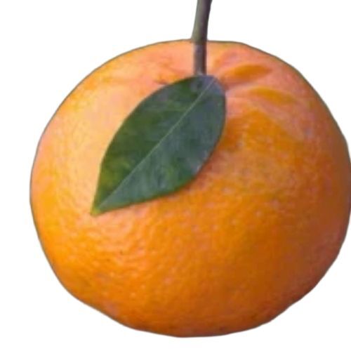 Fresh Orange