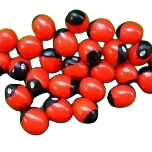 Rosary Pea Seeds