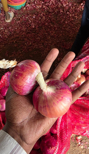 Red Onion 30MM-55MM+