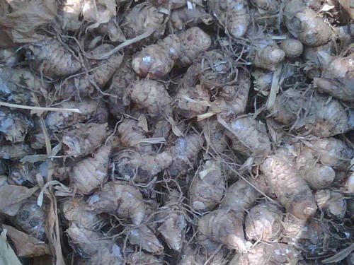 Raw Turmeric