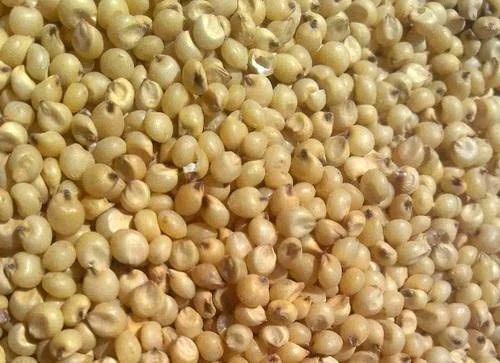 Sorghum Seeds