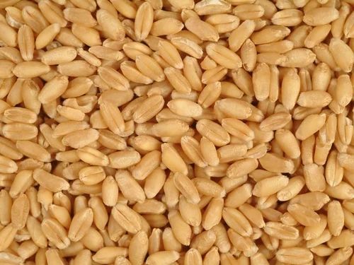Wheat Grains