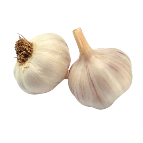 Fresh Garlic