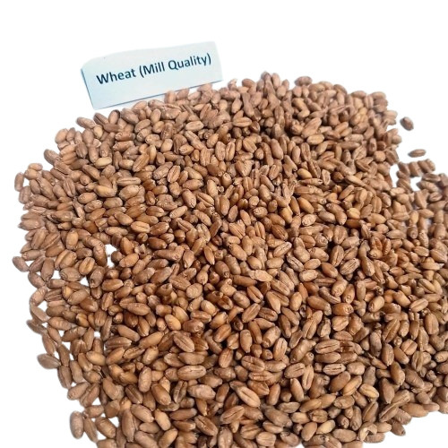 Golden Whole Wheat Grain