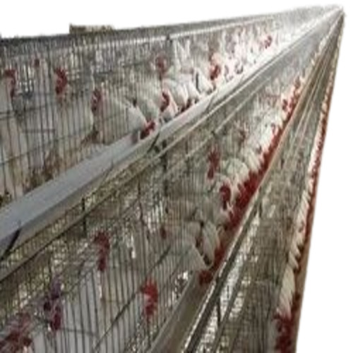 Layer Poultry Cages - Color: Gray