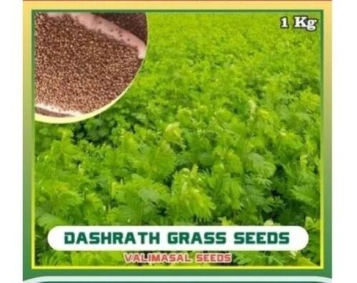 Velimasal Seeds