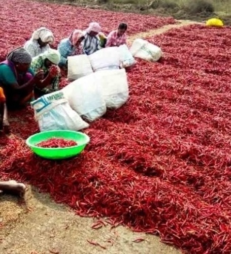 Dry Red Chilli - Grade: A(Premium)