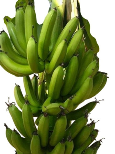 Cavendish Banana