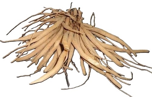Fresh Asparagus Racemosus