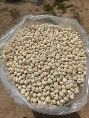 Fox nut