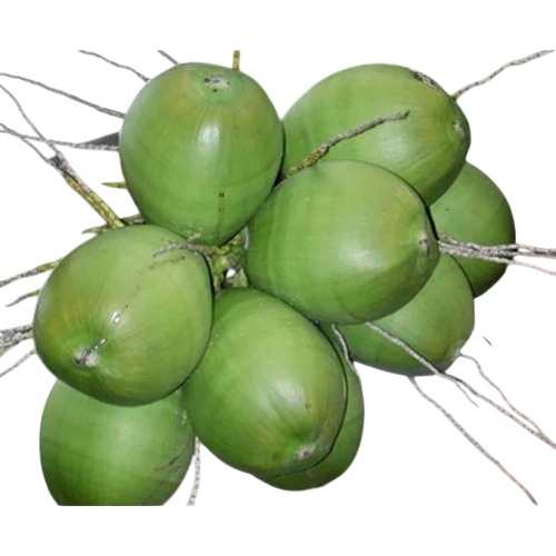 Fresh Tender Coconut