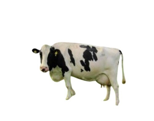 Hf Cow - Color: White And Black