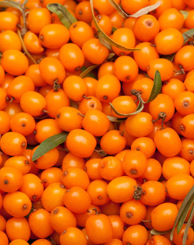 Organic Sea Buckthorn Berries - Age Group: All Age Group