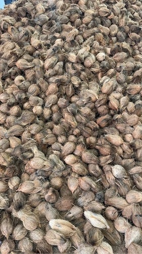 Semi Husked Coconut