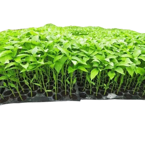 Green Chilli Plant