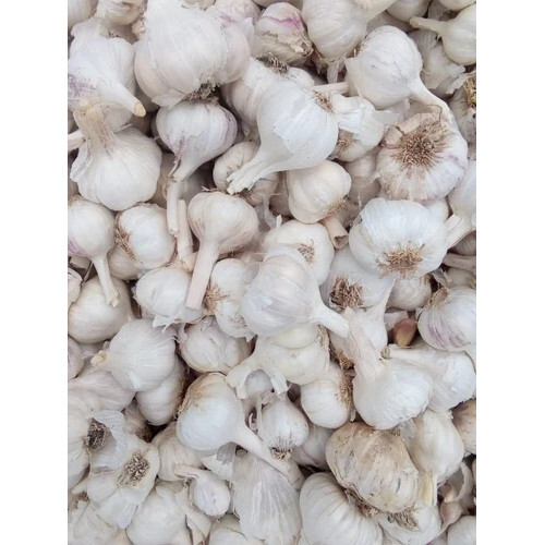 30mm Organic Ooty Garlic