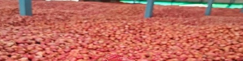 Fresh Onion