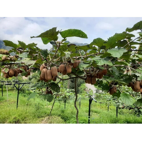 Kiwi Plant