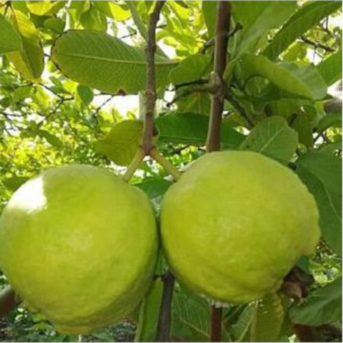 Guava Plants