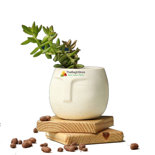 Indoor Plant in Concrete Pot for Plant Gifting