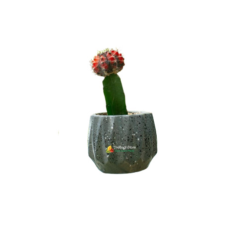 Moon Cactus Plant In 4 Inch Concrete Pot To Marriage Gift Plant