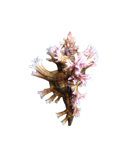 Chicoreus Palmarosae Shell