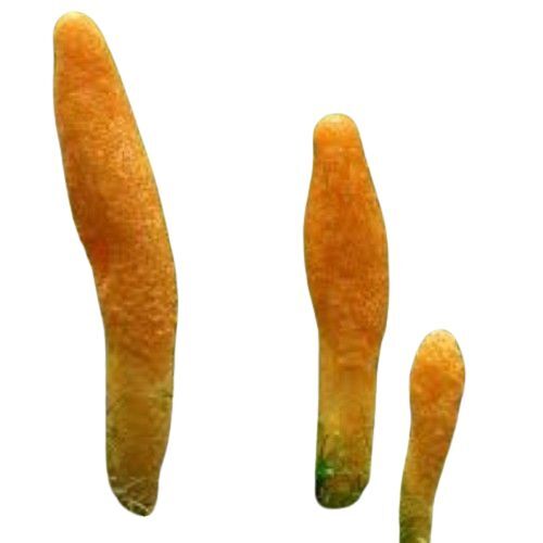 Cordyceps Militaris