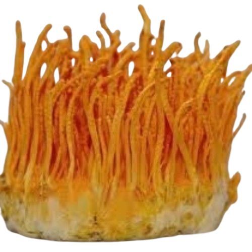 Cordyceps Militaris Mushroom 