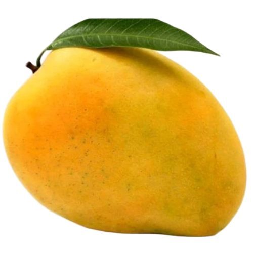 Mango Fruit